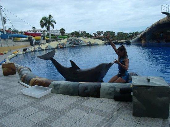 Dolphins Encounter