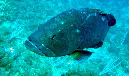 Oceansub-Estartit