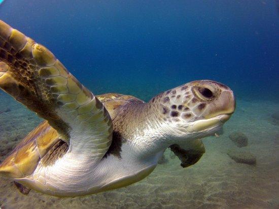 Paradise Divers
